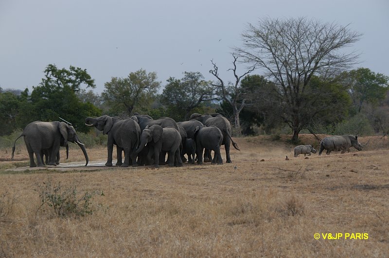 Rhinocéros blanc