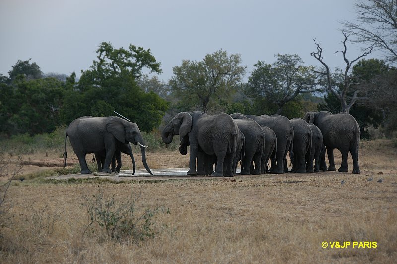 Éléphant d'Afrique