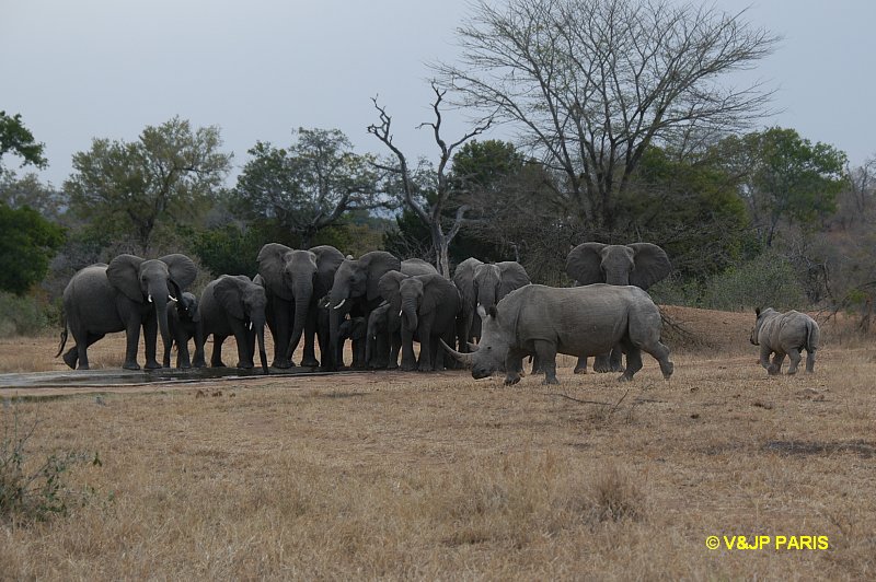 Rhinocéros blanc