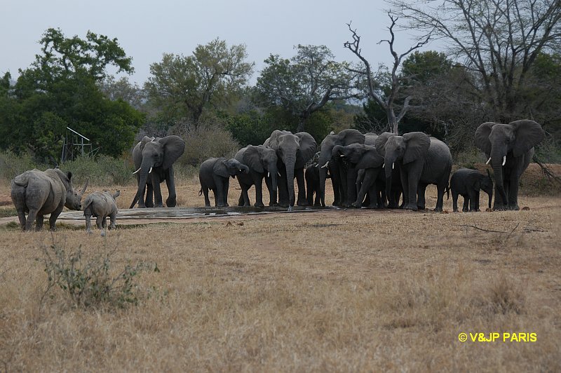 Rhinocéros blanc