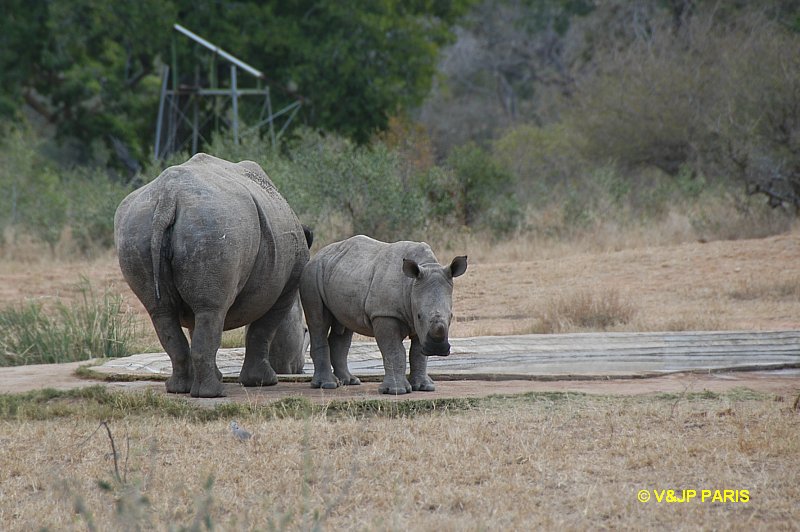 Rhinocéros blanc
