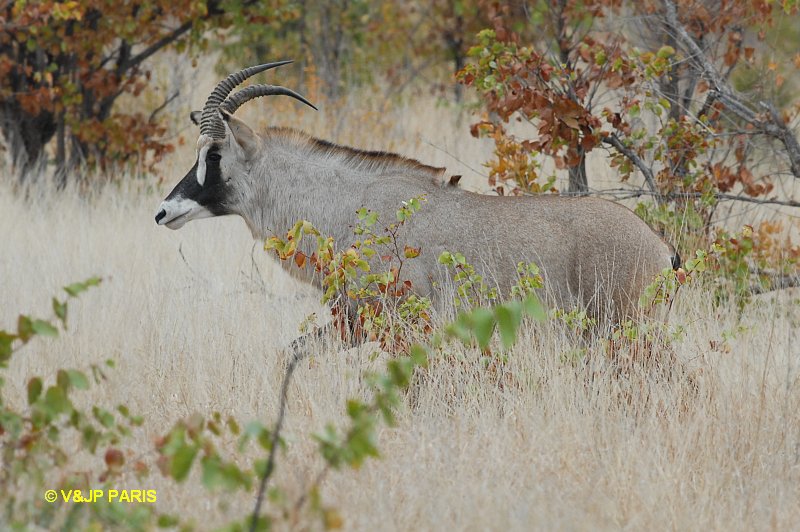 Antilope Chevaline