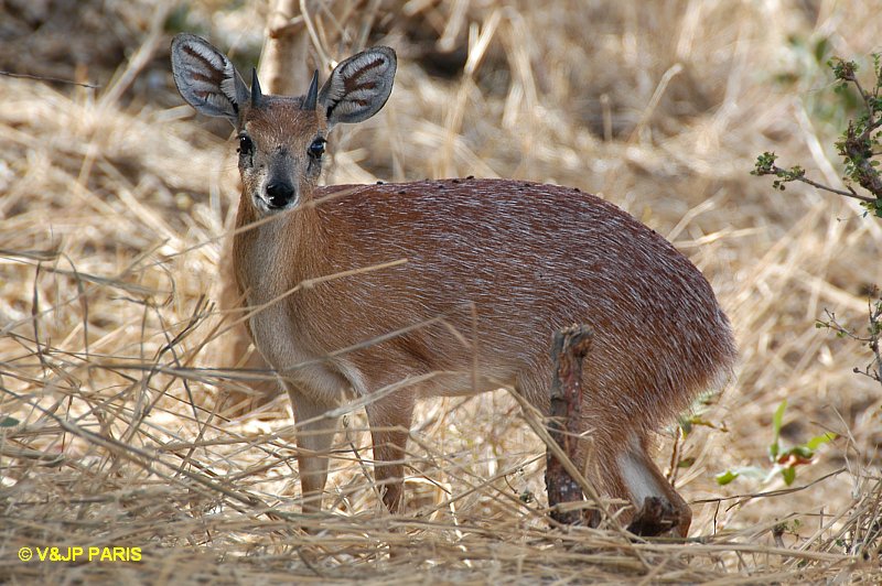Grysbok de Sharpe