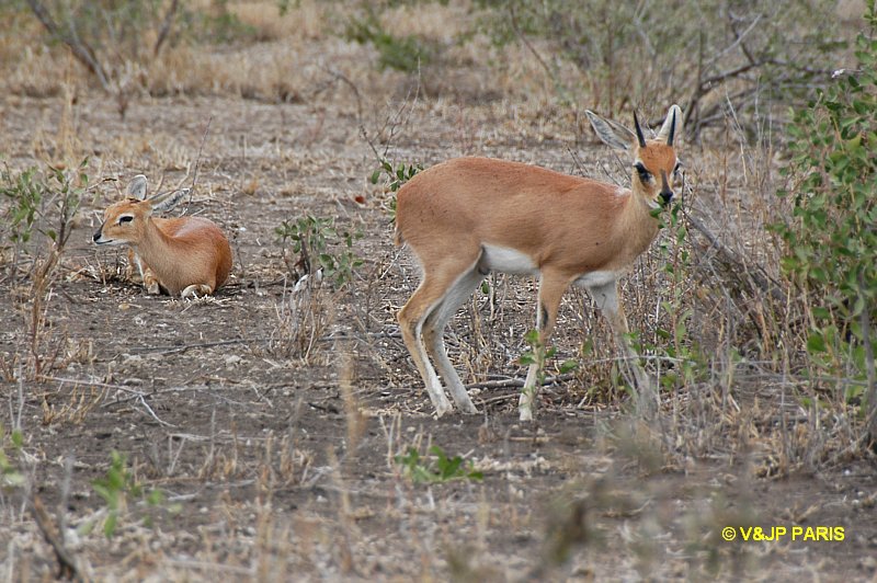 Steenbok