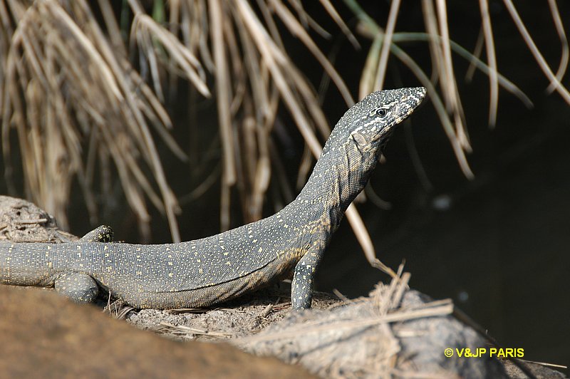 Lézard d'Afrique