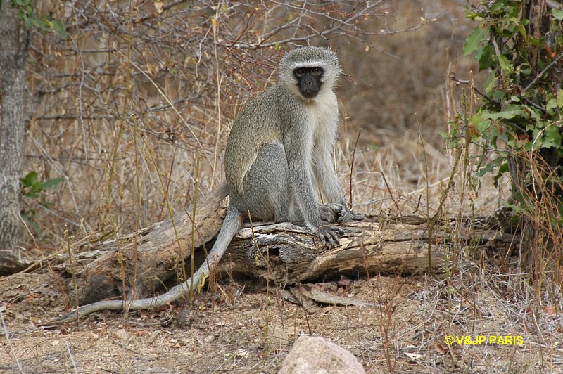 Vervet ou Grivet