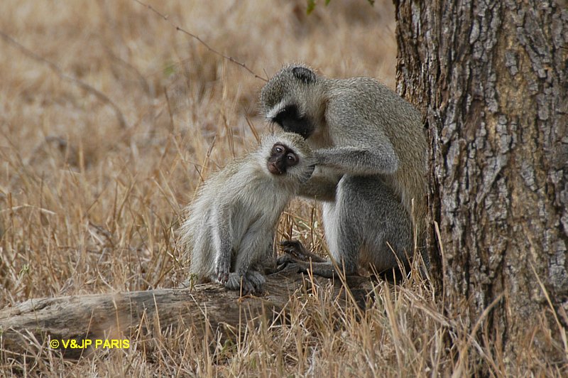 Vervet ou Grivet