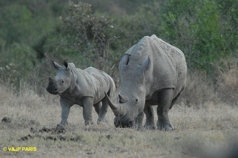 Rhinocéros blanc