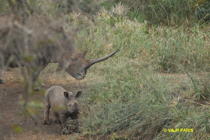 Rhinocéros blanc
