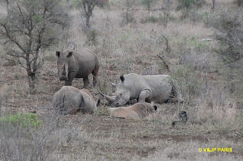 Rhinocéros blanc