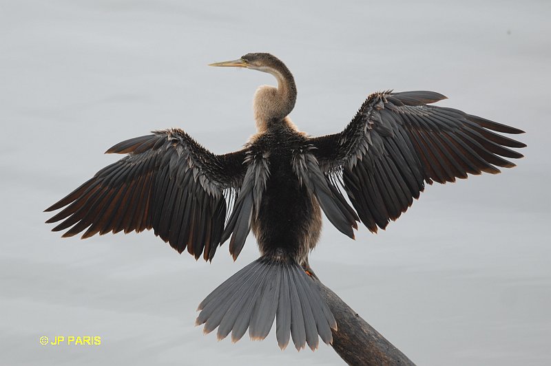 Anhinga rufa