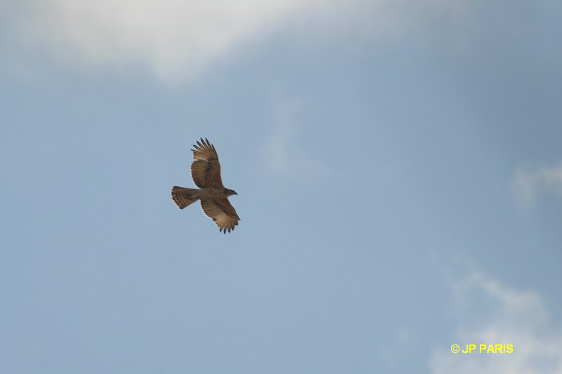 Aquila spilogaster