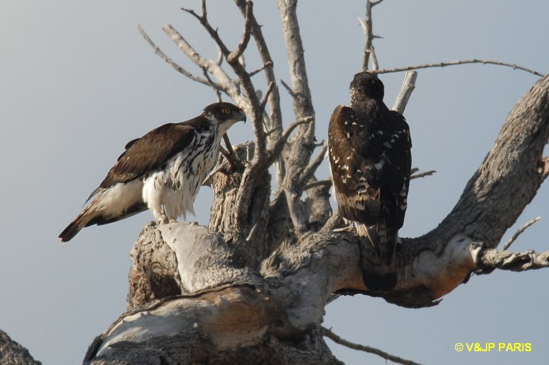 Aquila spilogaster
