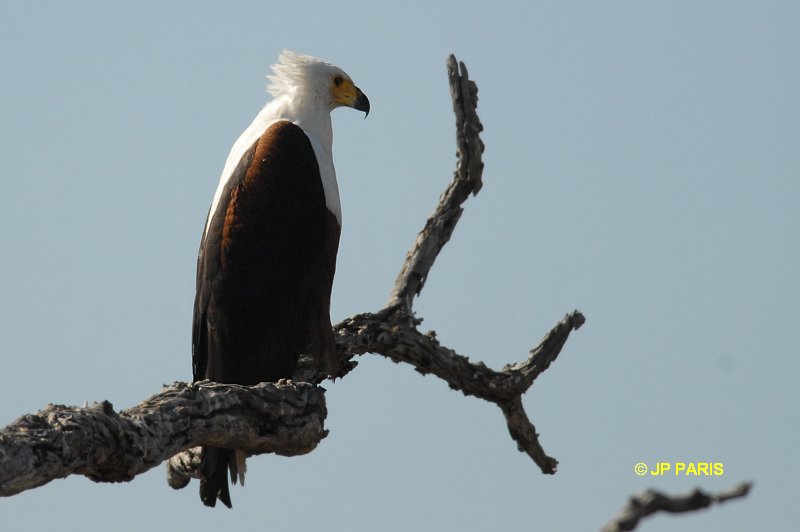 Haliaeetus vocifer