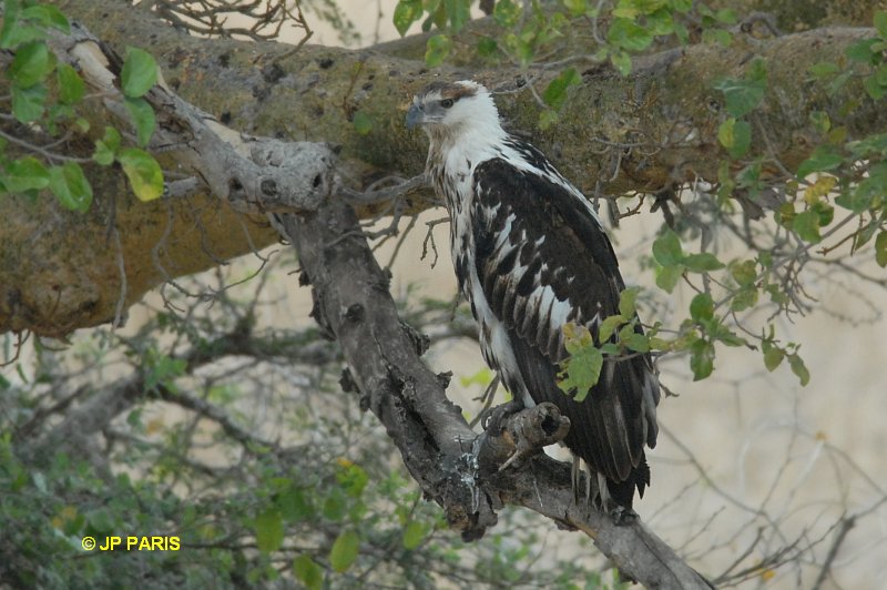 Haliaeetus vocifer