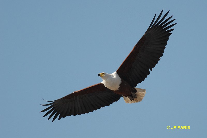 Haliaeetus vocifer