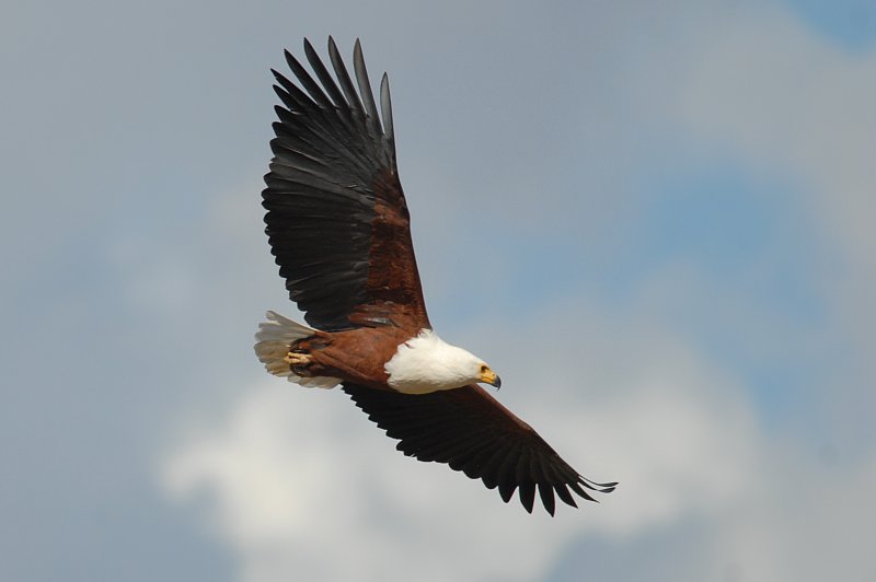 Haliaeetus vocifer