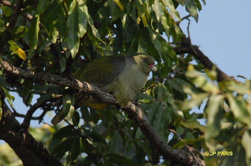 Treron calvus