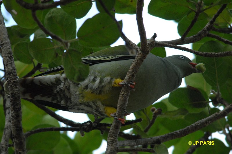 Treron calvus