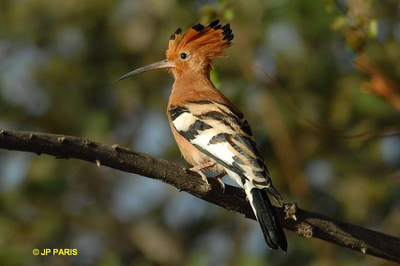 Eurasian Hoopoe (African)