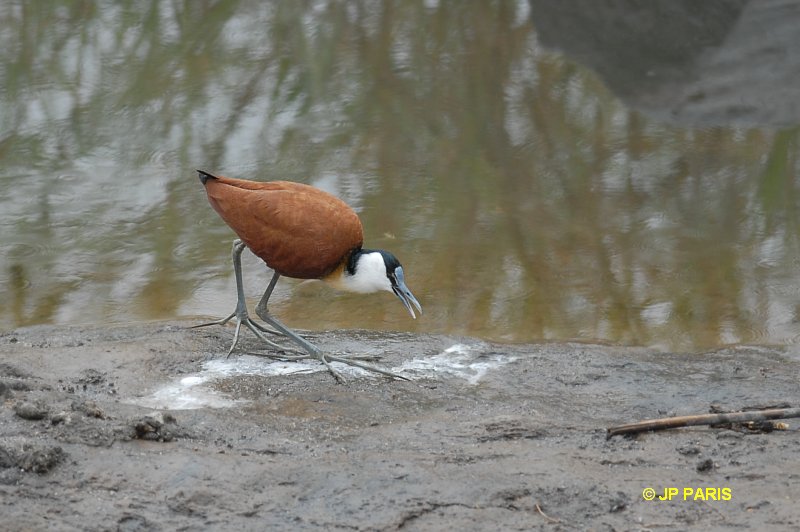Actophilornis africanus