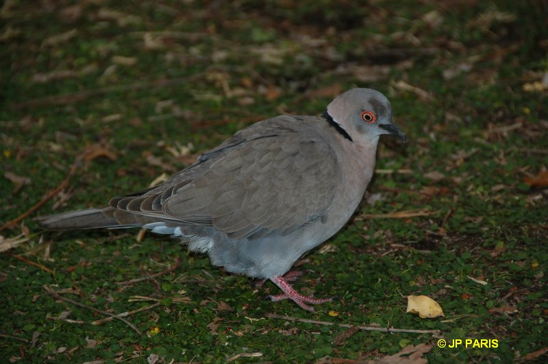 Streptopelia decipiens