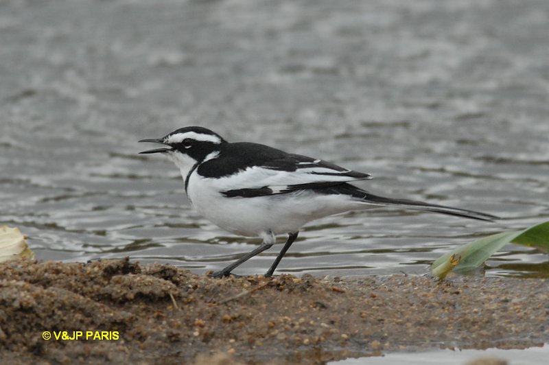 Motacilla aguimp