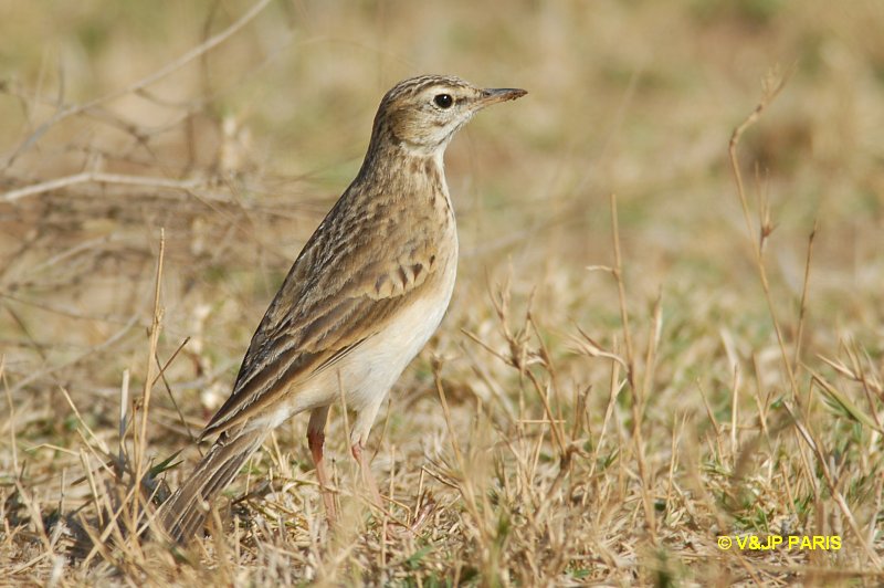 Anthus cinnamomeus