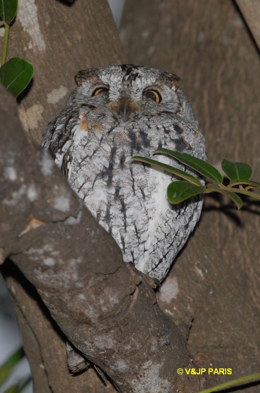 Otus senegalensis