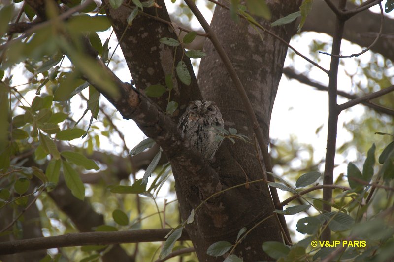 Otus senegalensis