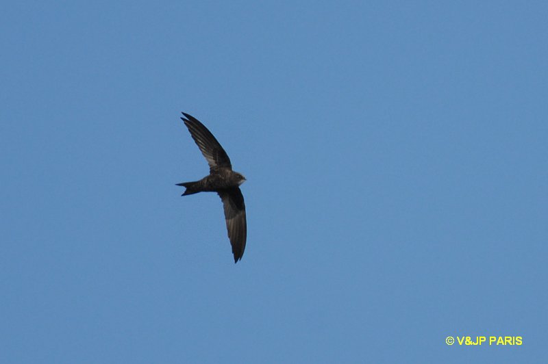Apus barbatus