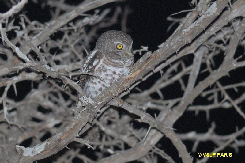 Glaucidium capense