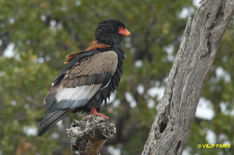 Bateleur des savanes