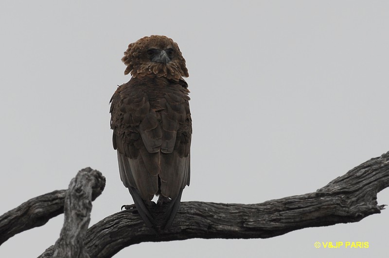 Bateleur des savanes