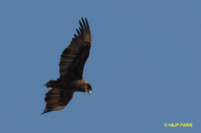 Bateleur des savanes