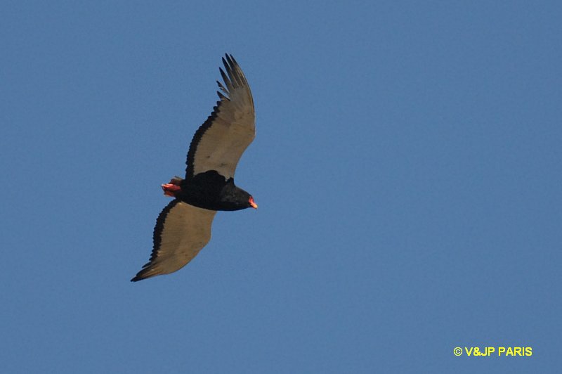 Bateleur des savanes