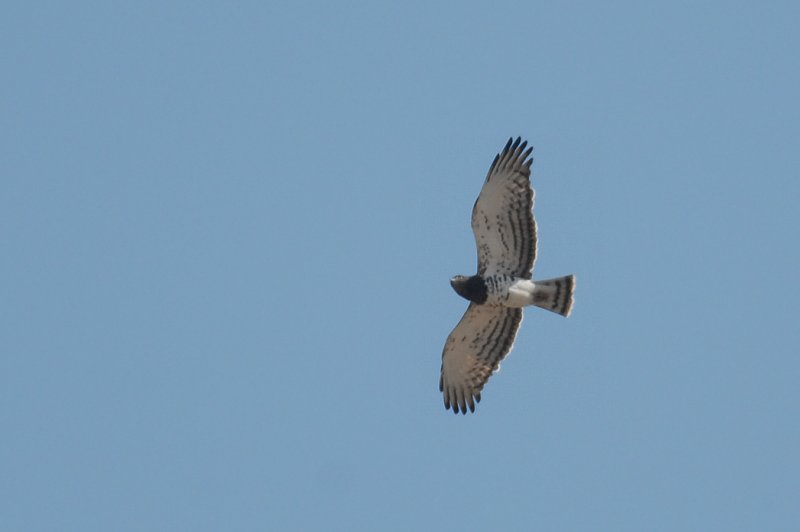 Circaetus pectoralis