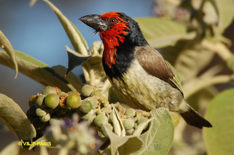 Lybius torquatus