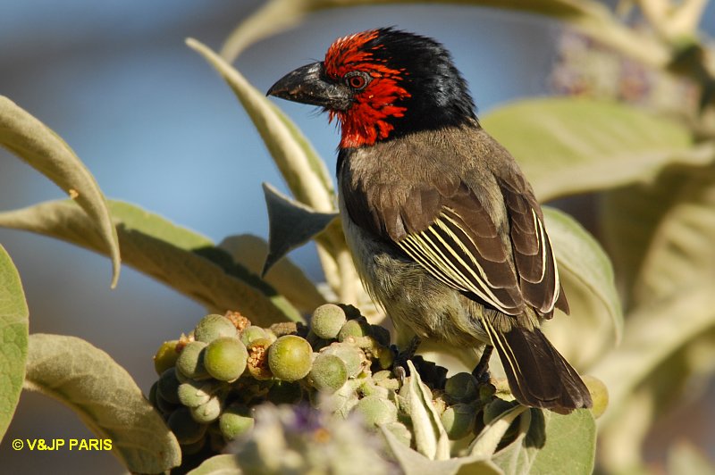 Lybius torquatus