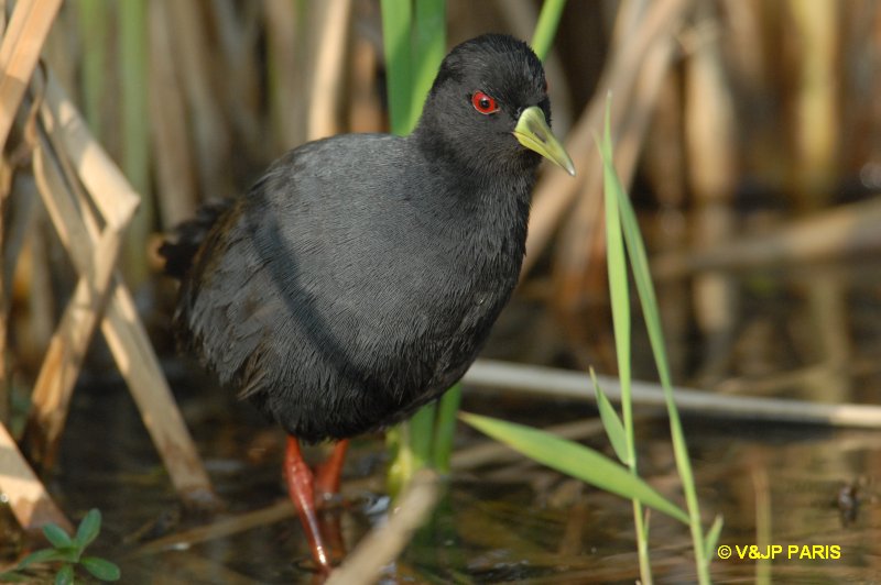 Amaurornis flavirostra