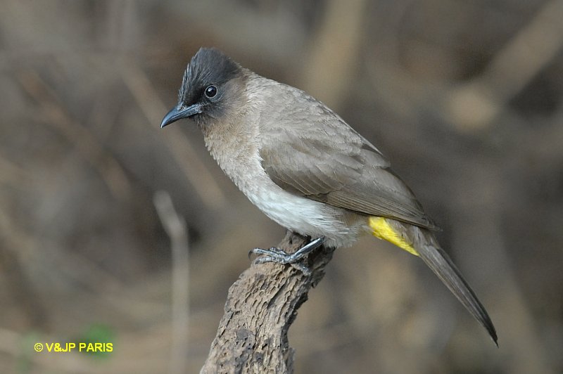 Pycnonotus barbatus tricolor