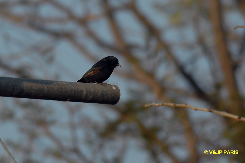 Melaenornis pammelaina