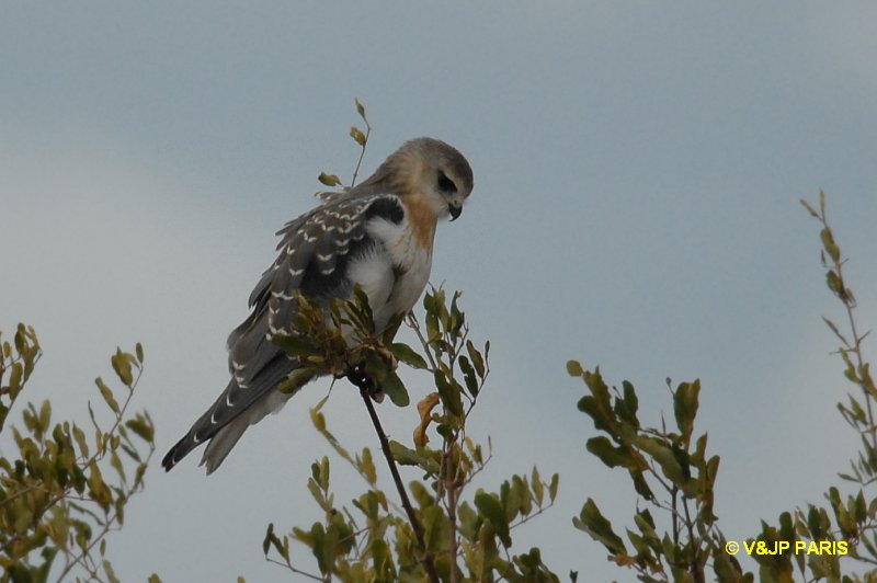 Elanus caeruleus