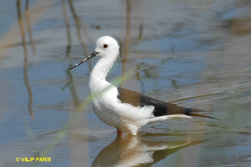 Himantopus himantopus
