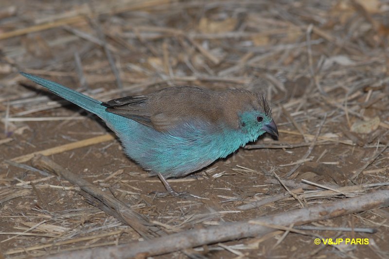 Cordonbleu de l'Angola