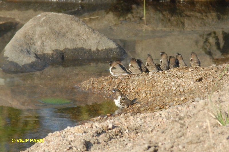 Spermestes cucullatus