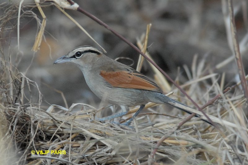 Tchagra australis