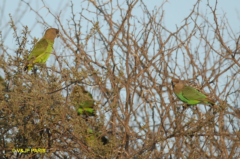 Poicephalus cryptoxanthus