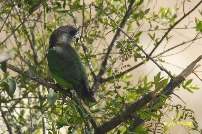 Poicephalus cryptoxanthus