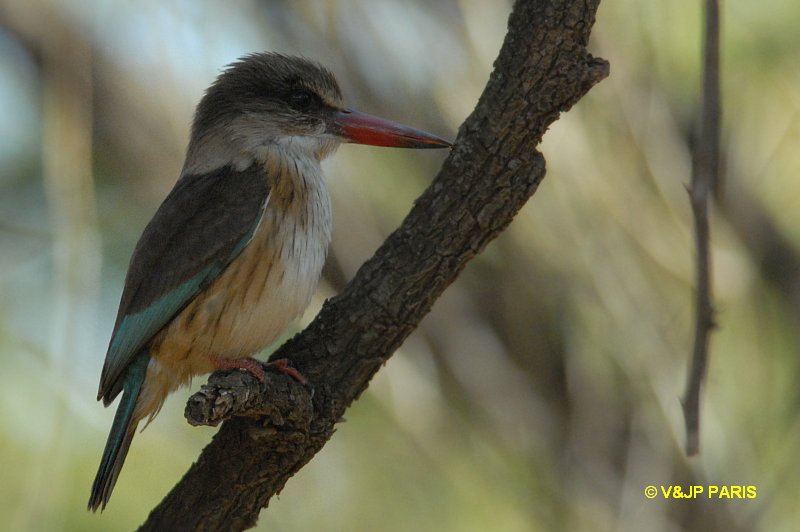 Halcyon albiventris